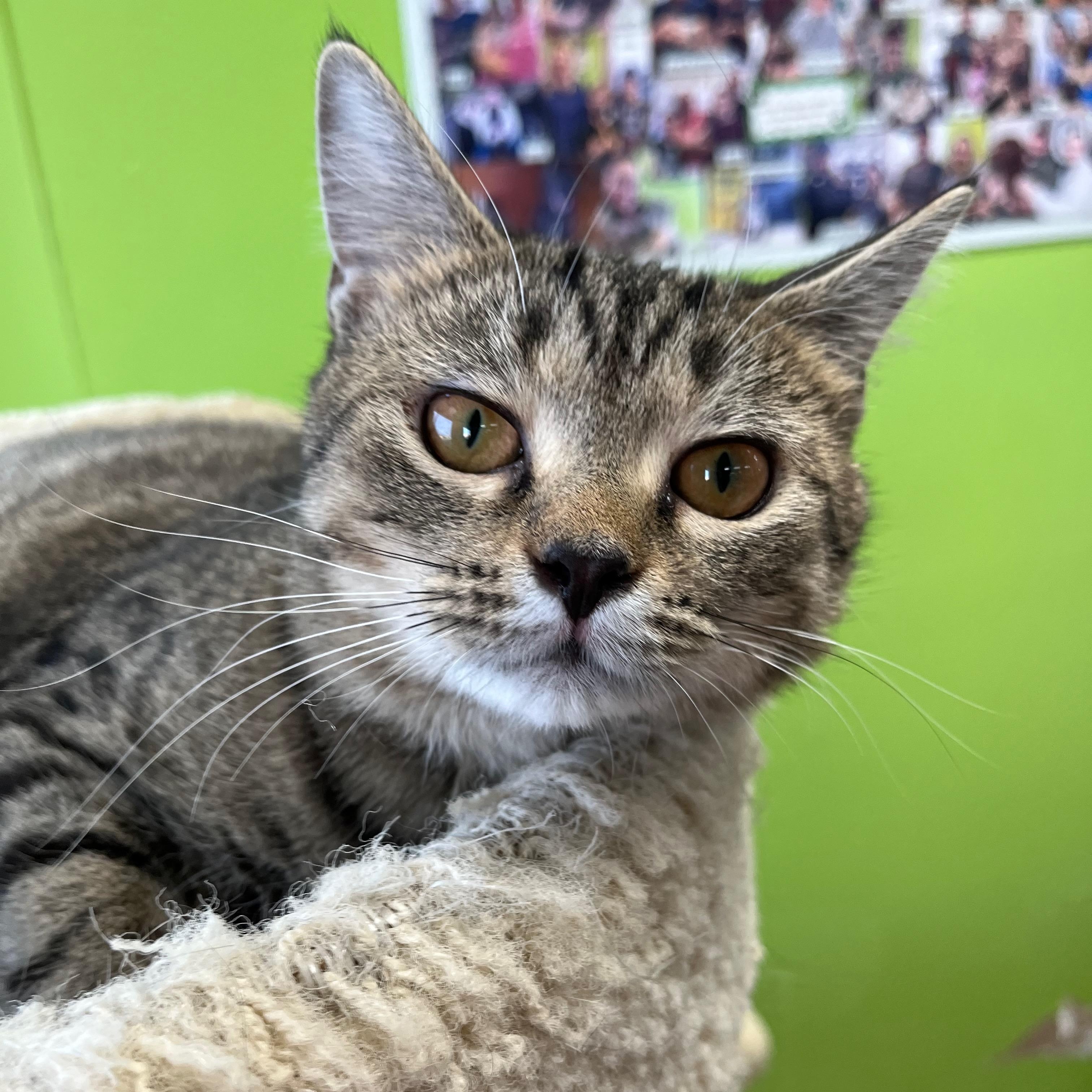 Peet, a Adoptable Domestic Short Hair in Richmond, KY image 2/6