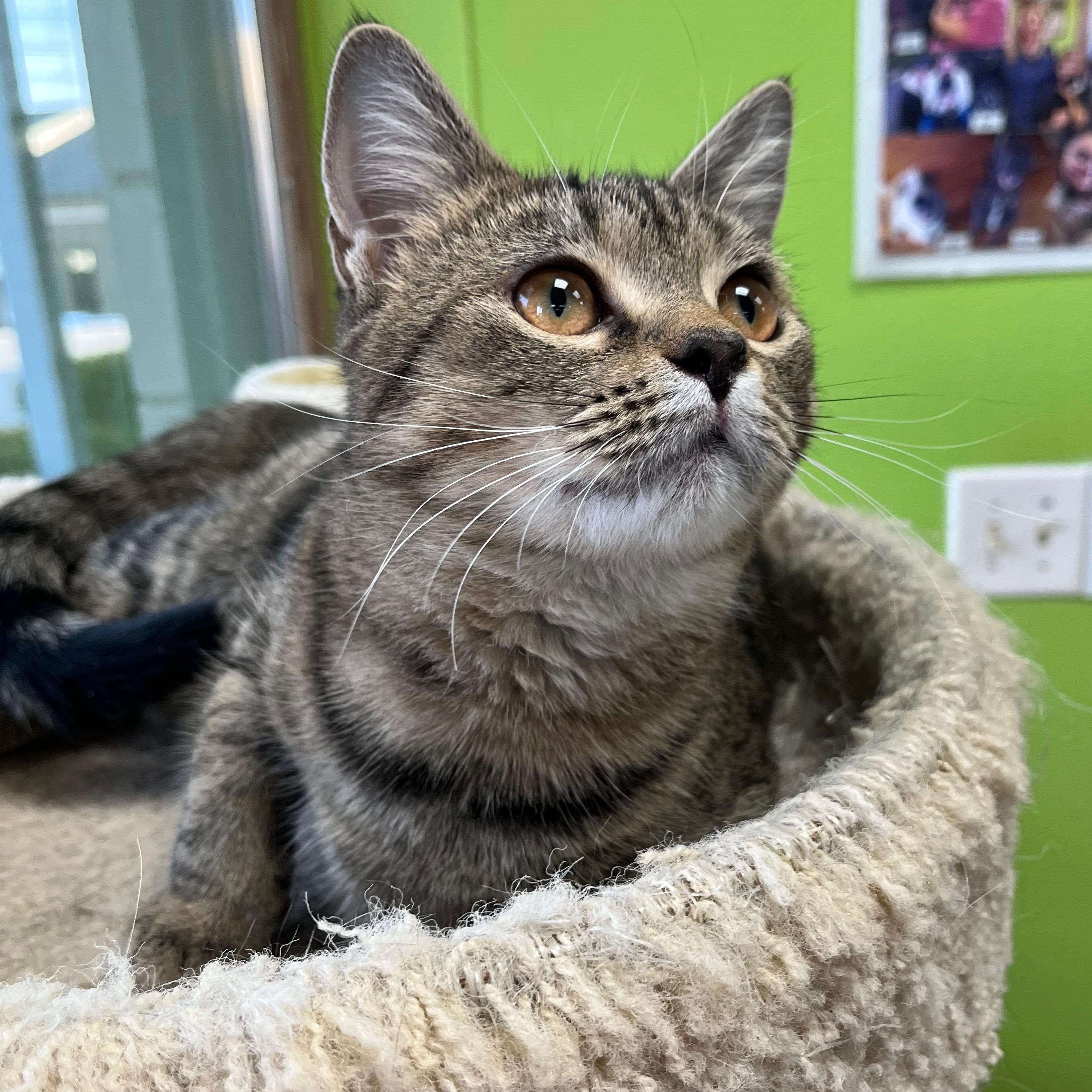 Peet, Adoptable, Kitten Female Domestic Short Hair.