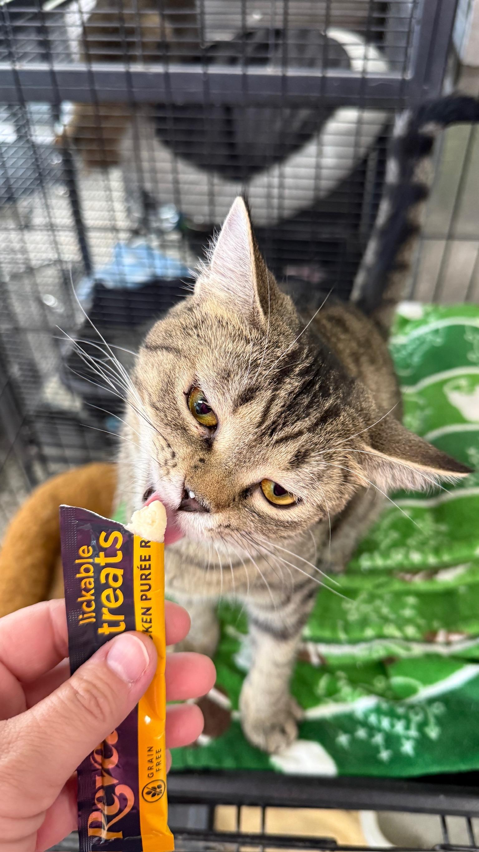 Enlarge Peet, a Adoptable Domestic Short Hair in Richmond, KY image 6/6