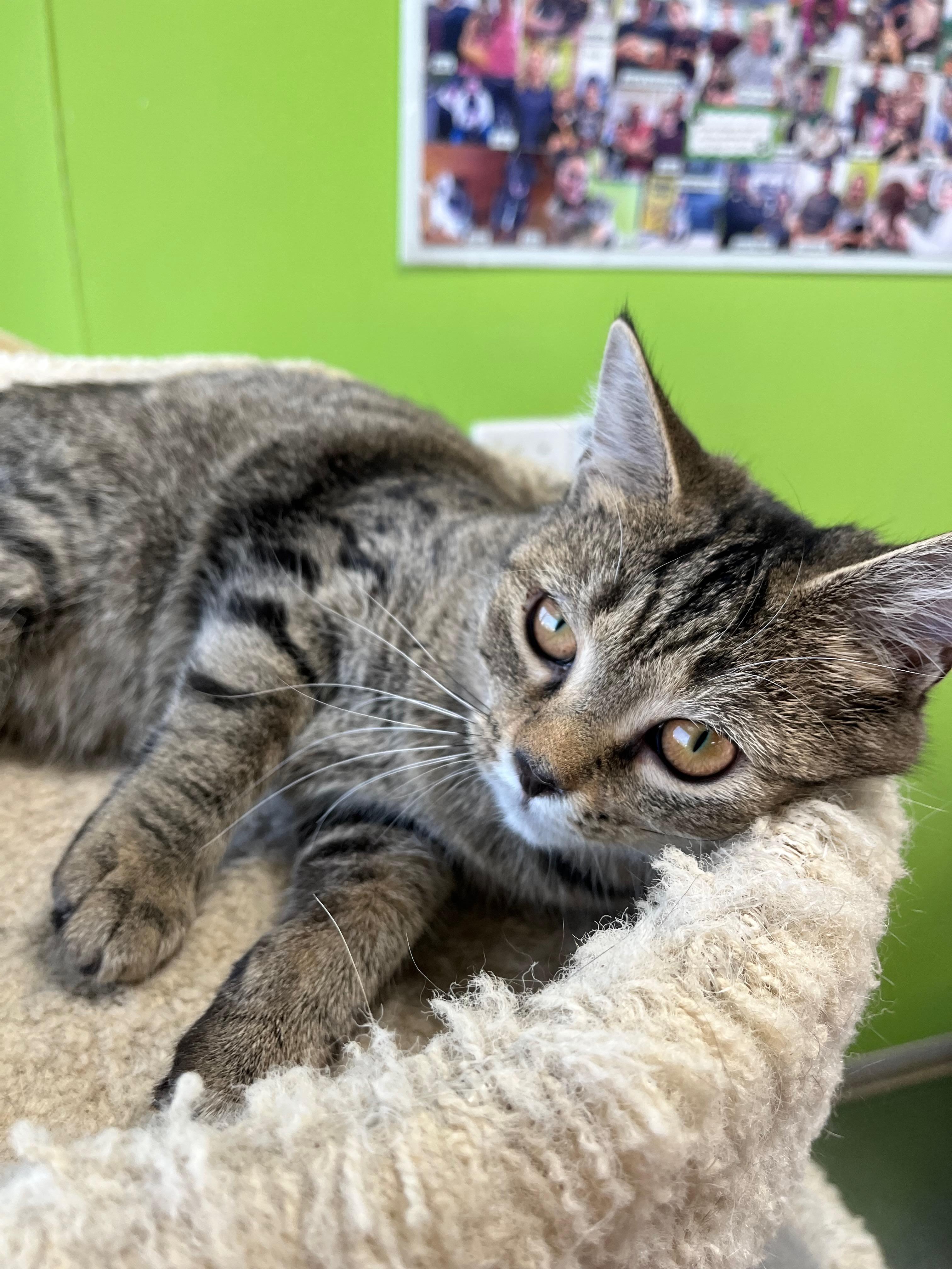 Peet, a Adoptable Domestic Short Hair in Richmond, KY image 3/6