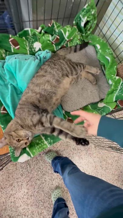 Enlarge Peet, a Adoptable Domestic Short Hair in Richmond, KY video 5/6