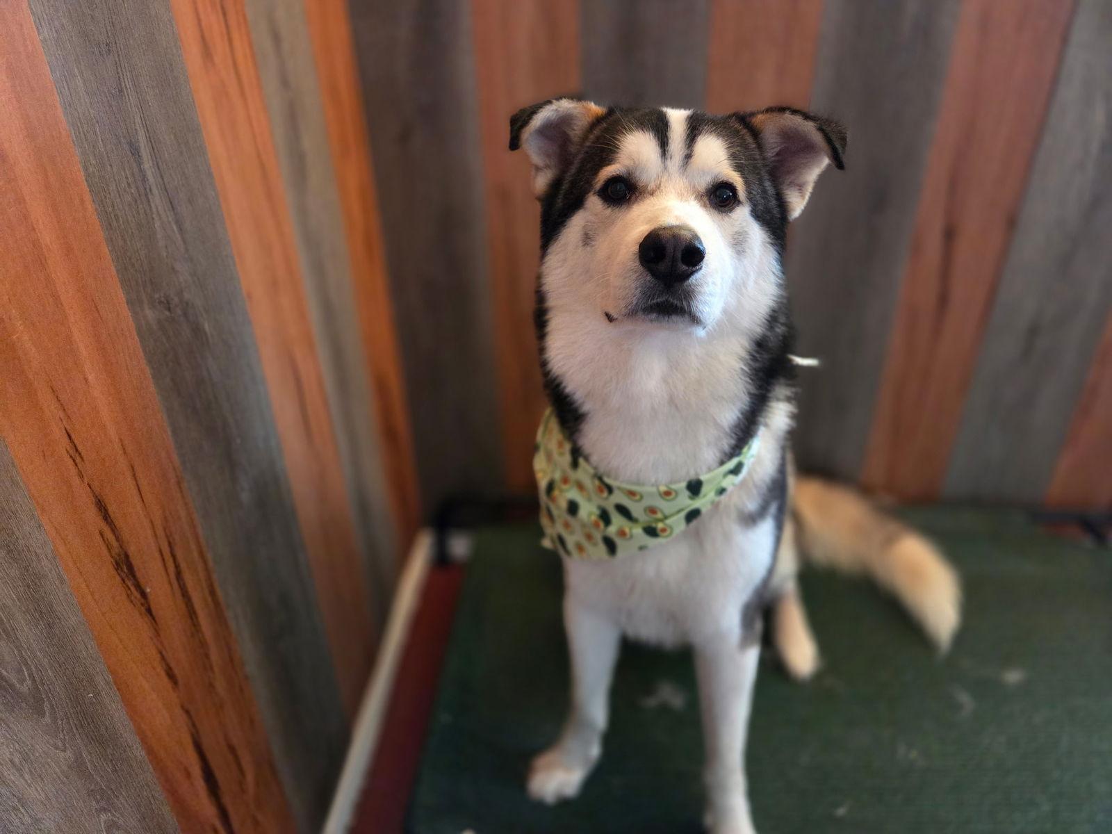 Oso, Adoptable, Adult Male Husky.