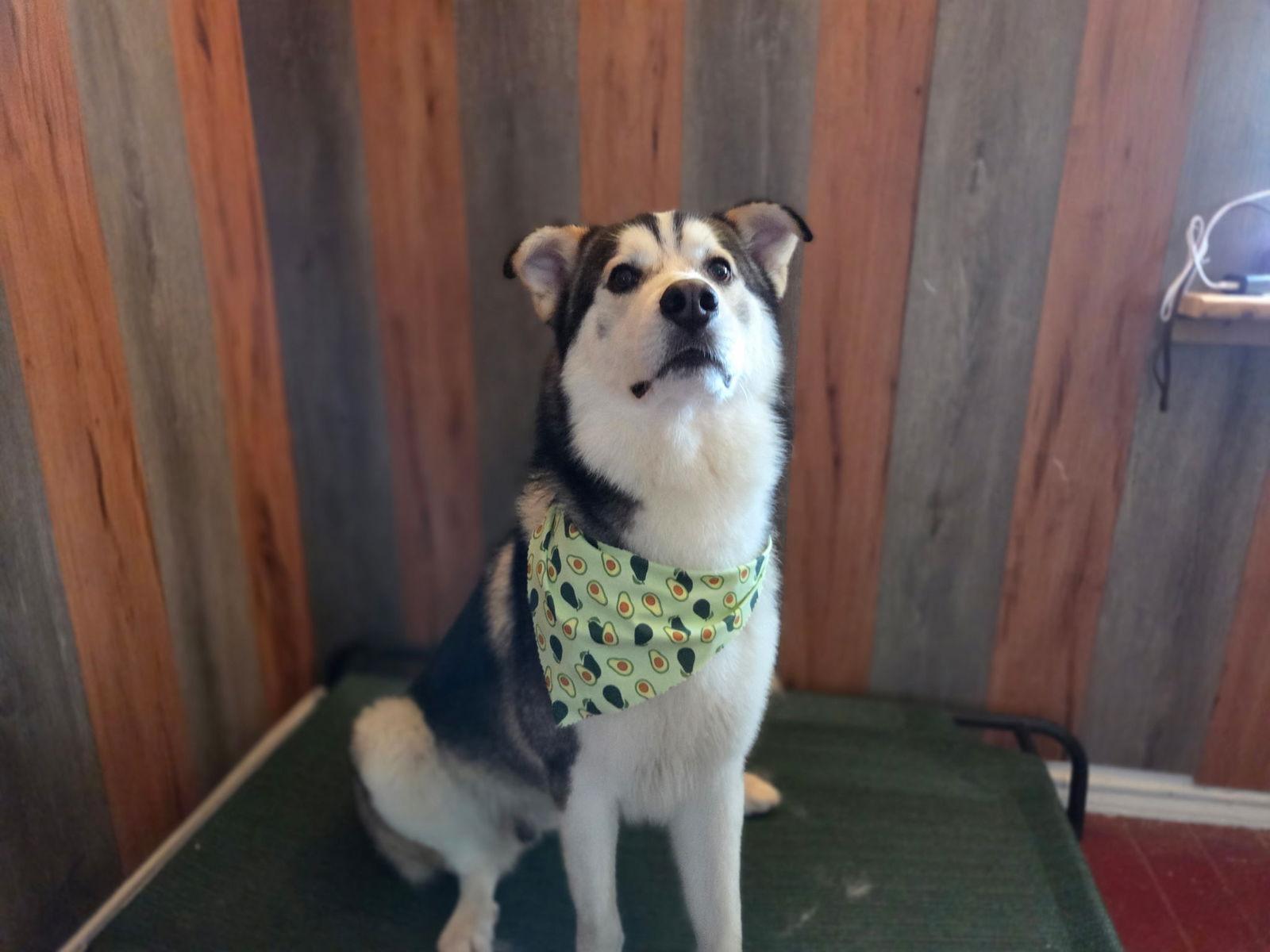 Enlarge Oso, a Adoptable Husky in Euless, TX image 2/3