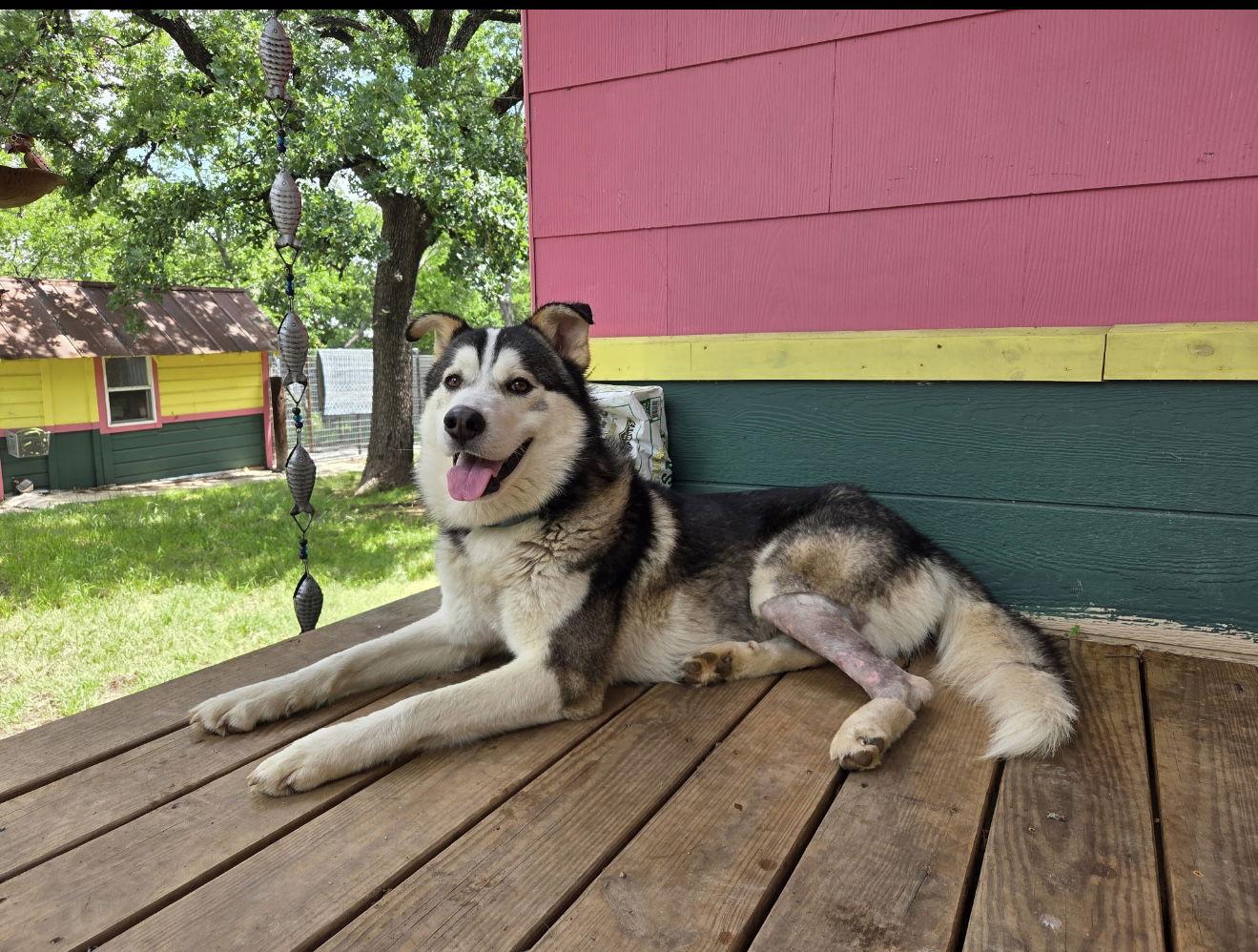 Enlarge Oso, a Adoptable Husky in Euless, TX image 3/3