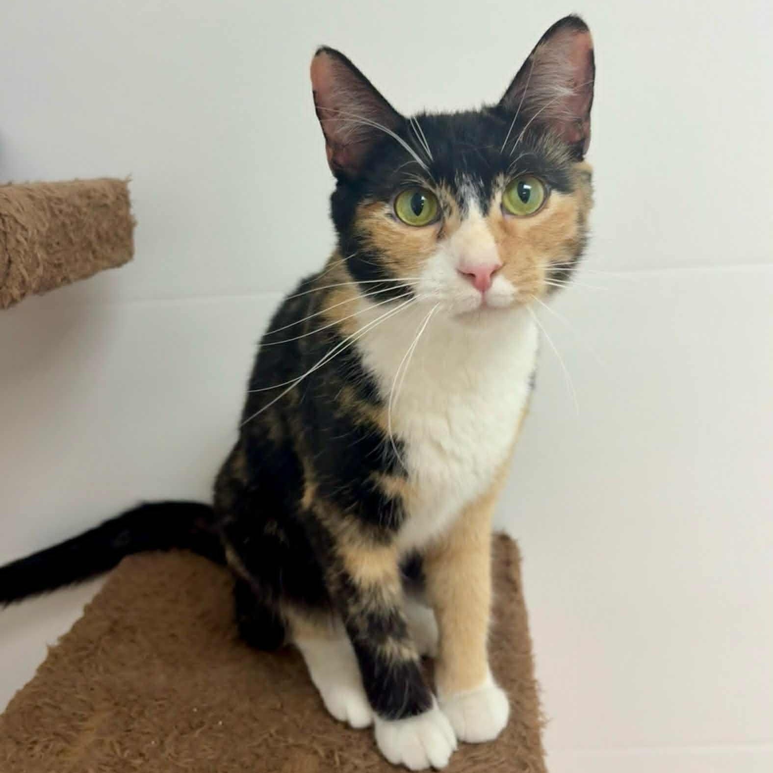 MaeLynn, Adoptable, Adult Female Calico.
