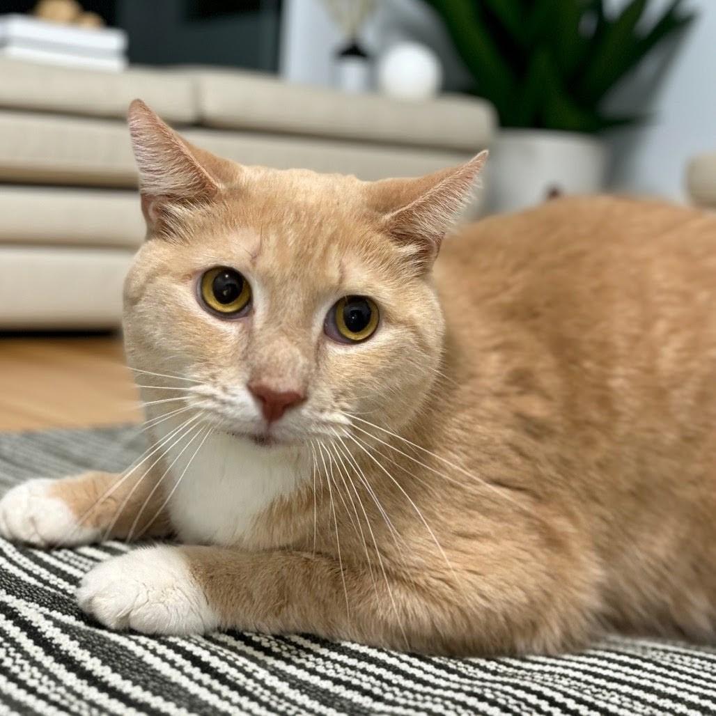 Enlarge Cheddar, a Adoptable Domestic Short Hair in Bentonville, AR image 1/1