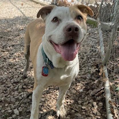 Alice, Adoptable, Adult Female Pit Bull Terrier & Mixed Breed.