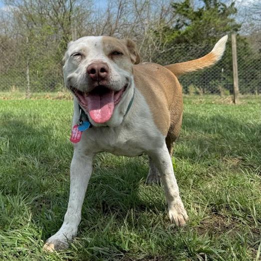 Enlarge Alice, a Adoptable mixed breed in Kansas City, MO image 2/6