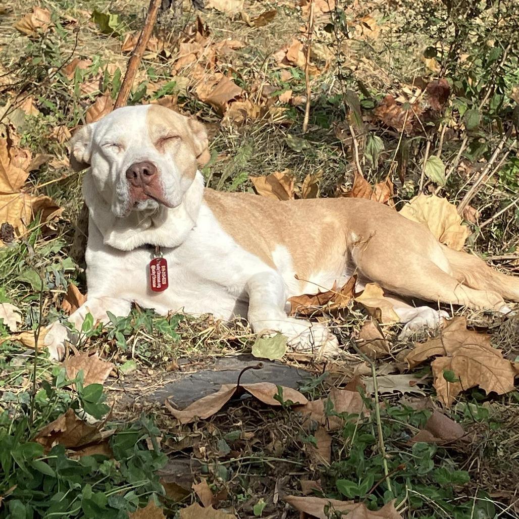 Alice, Adoptable, Adult Female Pit Bull Terrier & Mixed Breed.