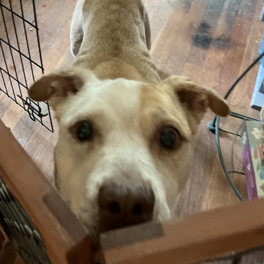 Alice, a Adoptable mixed breed in Kansas City, MO image 2/6