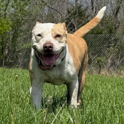 Enlarge Alice, a Adoptable mixed breed in Kansas City, MO image 4/6