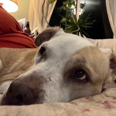 Alice, a Adoptable mixed breed in Kansas City, MO image 3/6