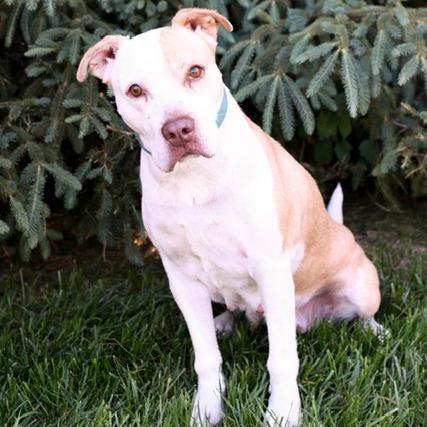Alice, a Adoptable mixed breed in Kansas City, MO image 4/6