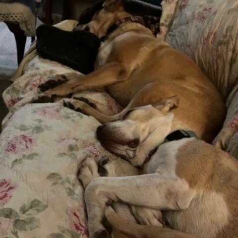 Alice, a Adoptable mixed breed in Kansas City, MO image 4/6