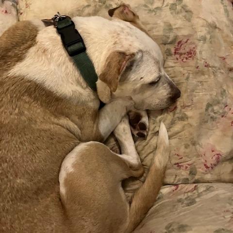 Alice, a Adoptable mixed breed in Kansas City, MO image 5/6