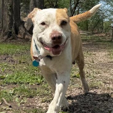 Enlarge Alice, a Adoptable mixed breed in Kansas City, MO image 5/6