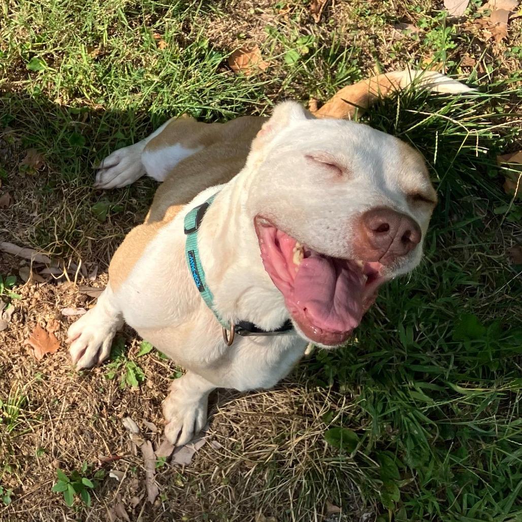 Alice, a Adoptable mixed breed in Kansas City, MO image 6/6