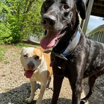 Enlarge Alice, a Adoptable mixed breed in Kansas City, MO image 6/6