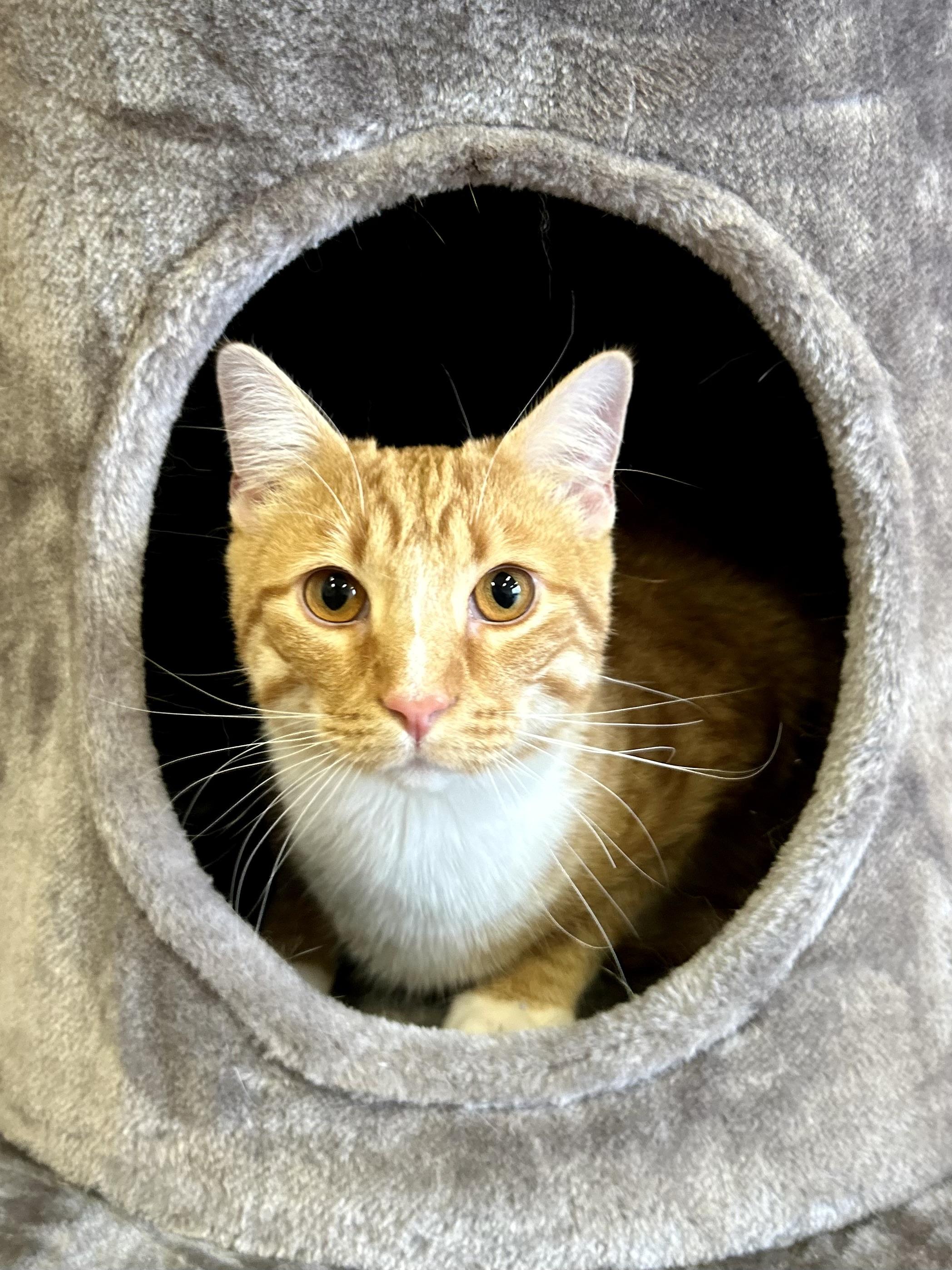 Enlarge Tango, a Adoptable Domestic Short Hair in Decatur, IL image 1/6