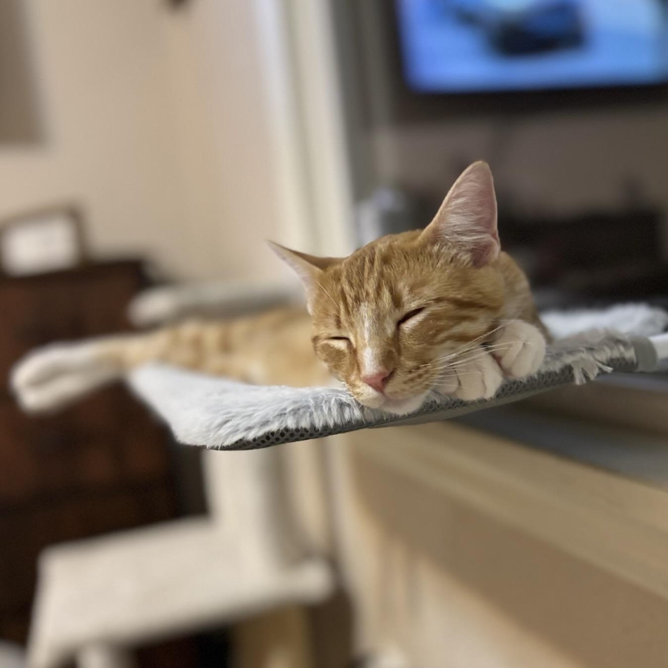 Enlarge Tango, a Adoptable Domestic Short Hair in Decatur, IL image 2/3