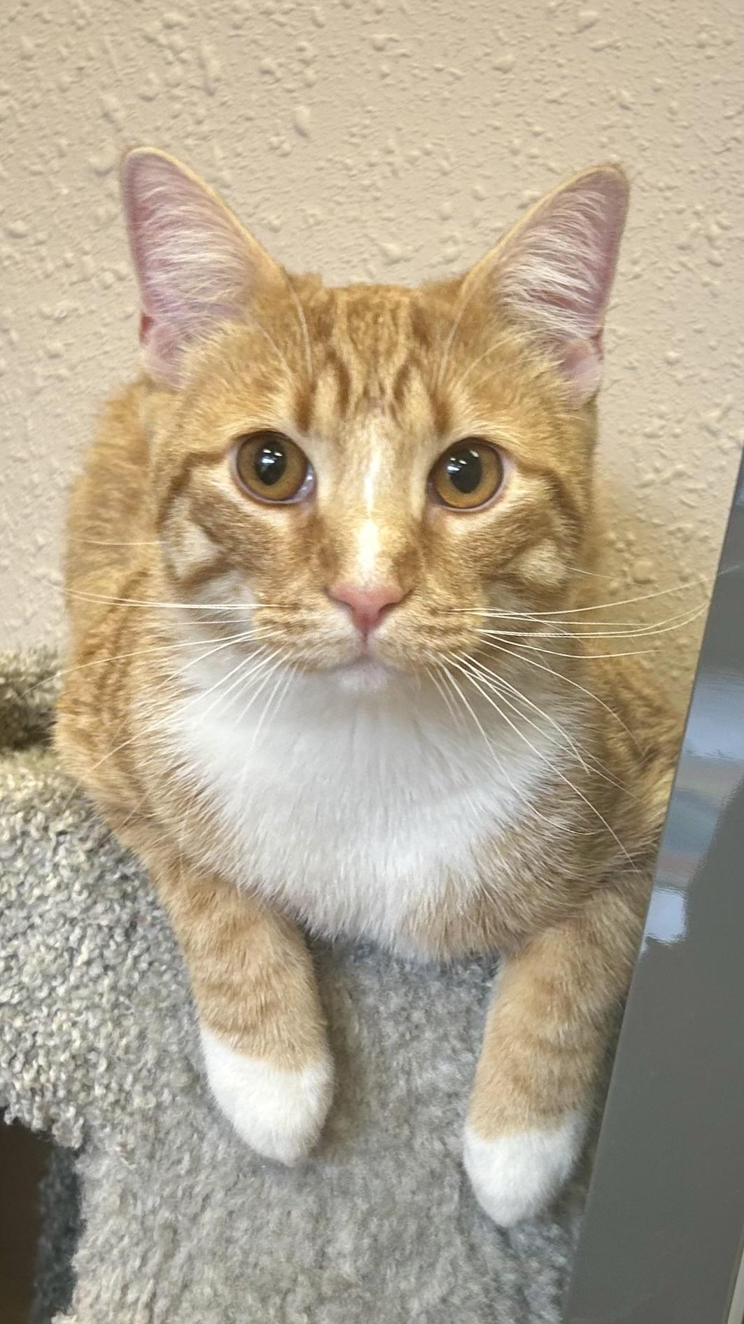 Enlarge Tango, a Adoptable Domestic Short Hair in Decatur, IL image 2/6