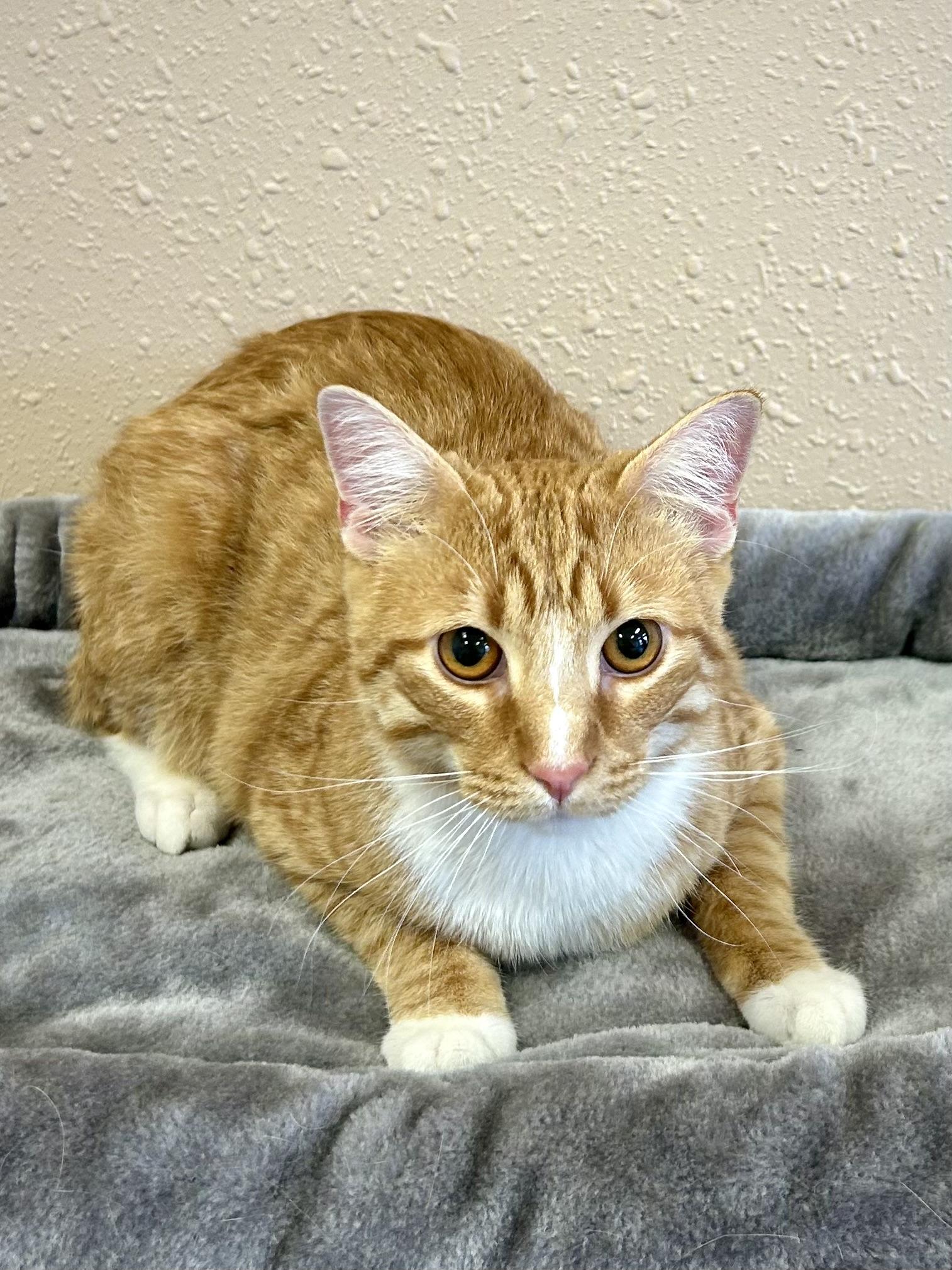 Enlarge Tango, a Adoptable Domestic Short Hair in Decatur, IL image 4/6