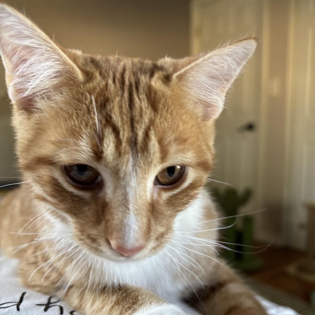 Enlarge Tango, a Adoptable Domestic Short Hair in Decatur, IL image 3/3