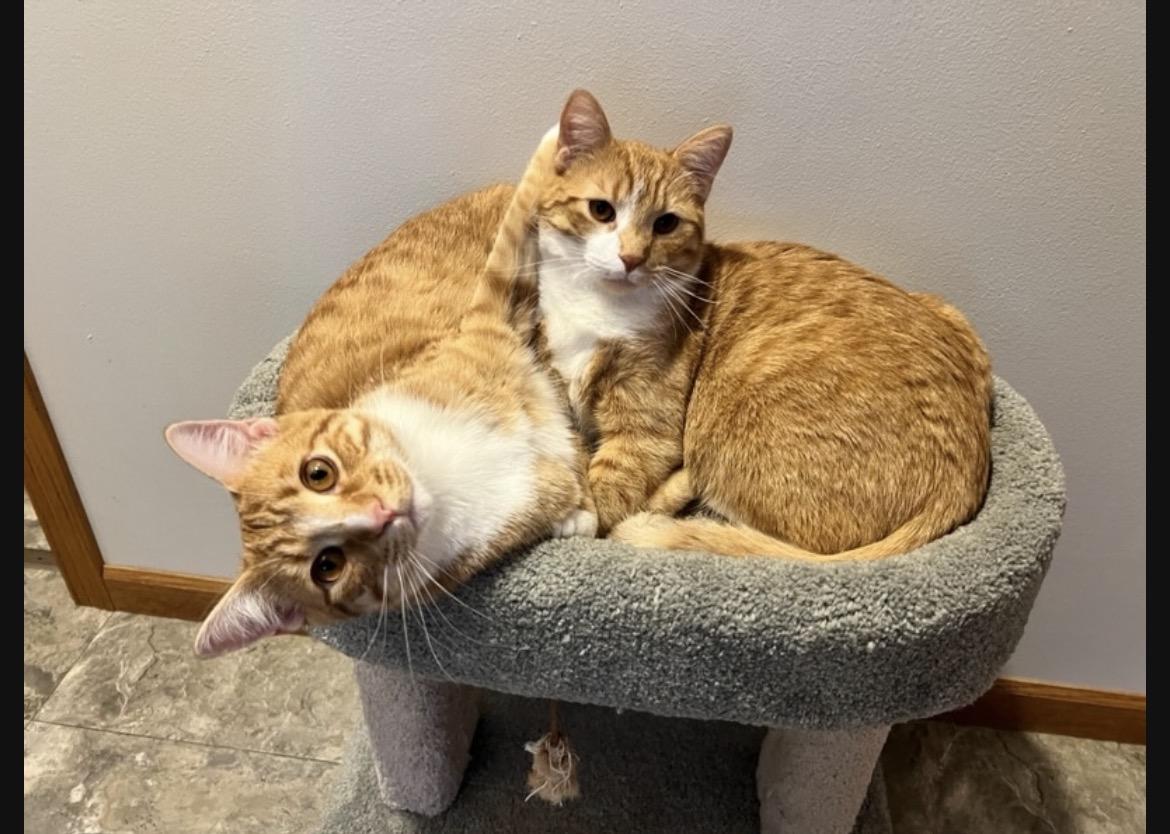 Enlarge Tango, a Adoptable Domestic Short Hair in Decatur, IL image 3/6