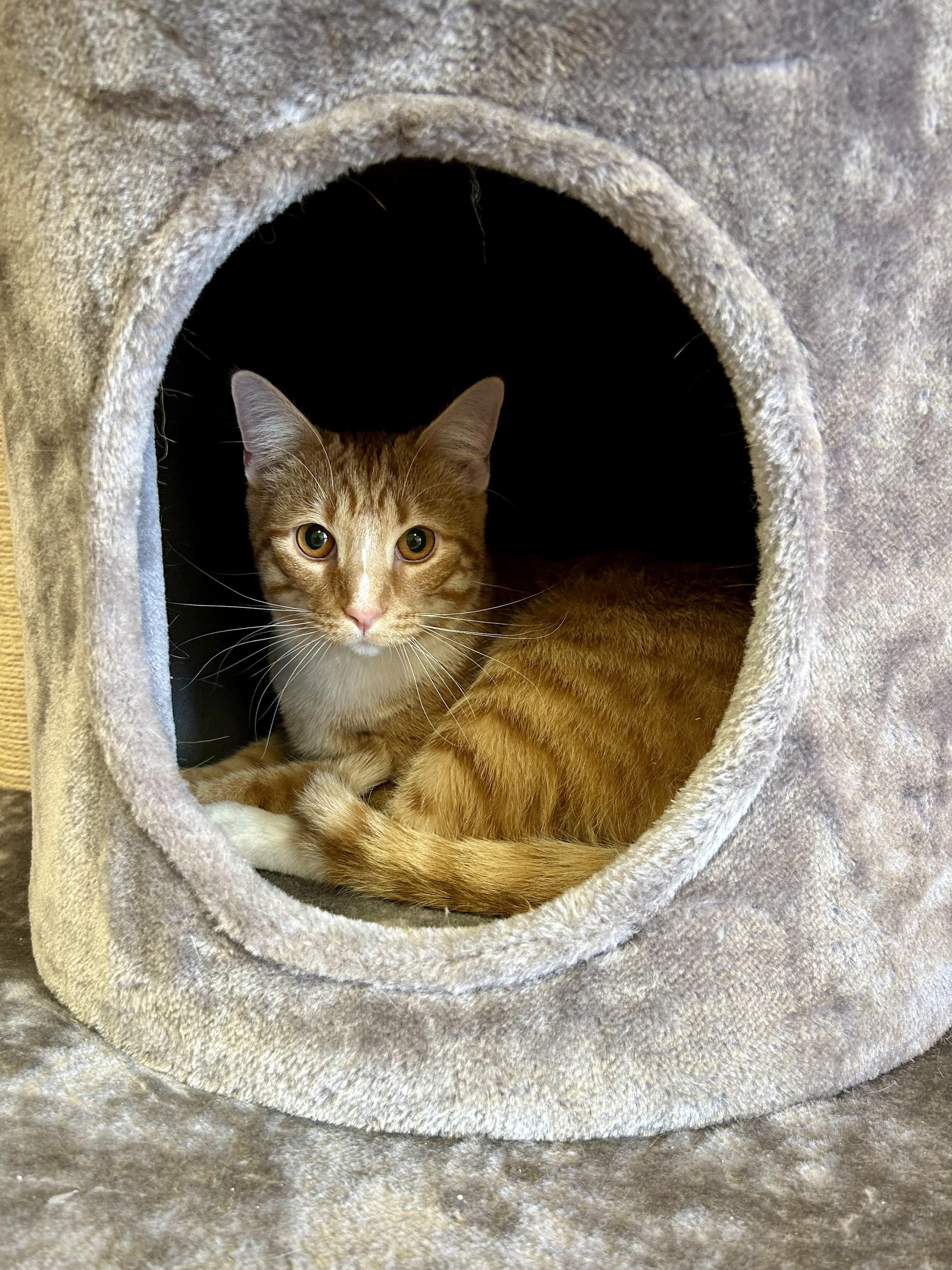 Enlarge Tango, a Adoptable Domestic Short Hair in Decatur, IL image 5/6