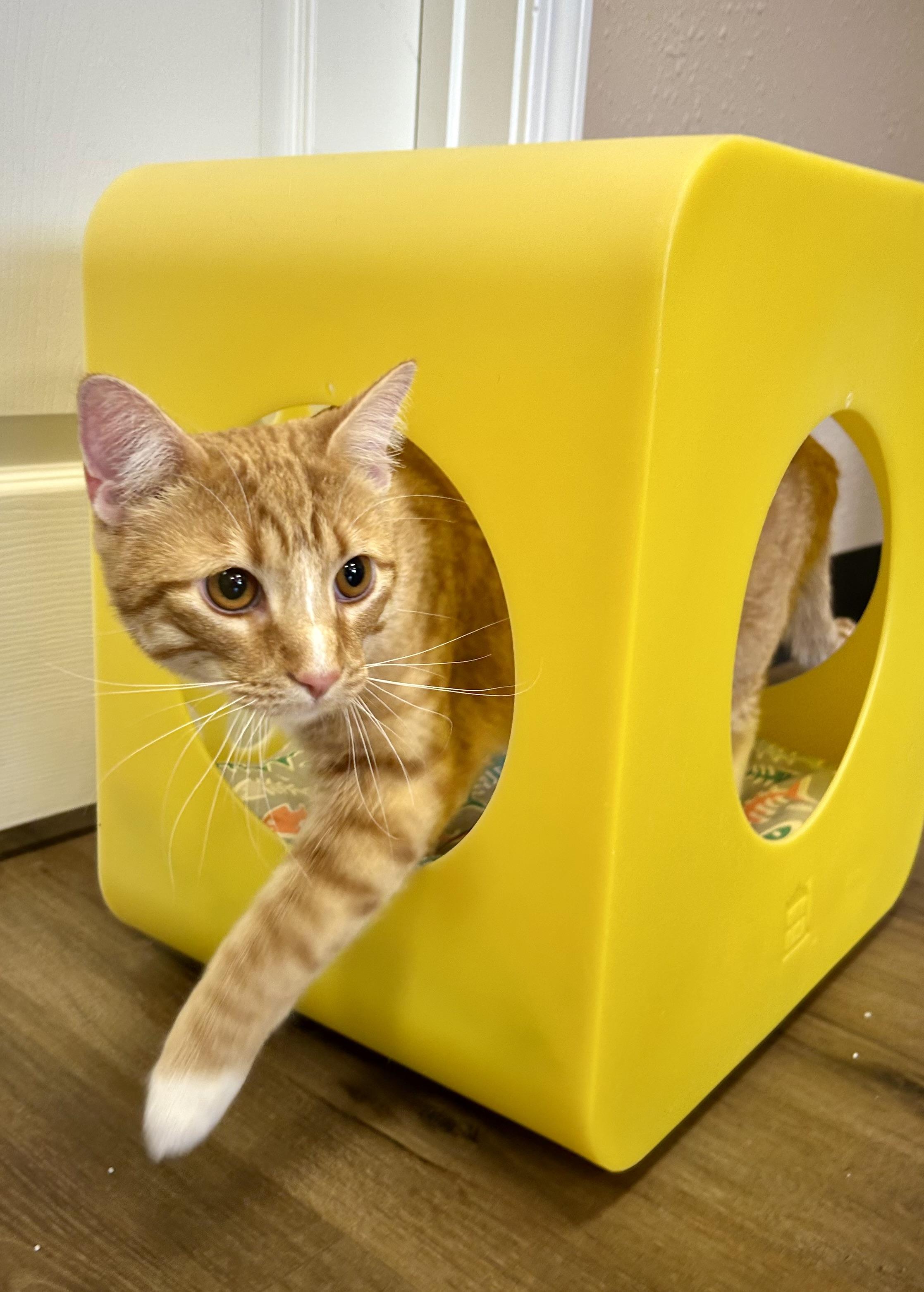 Enlarge Tango, a Adoptable Domestic Short Hair in Decatur, IL image 6/6