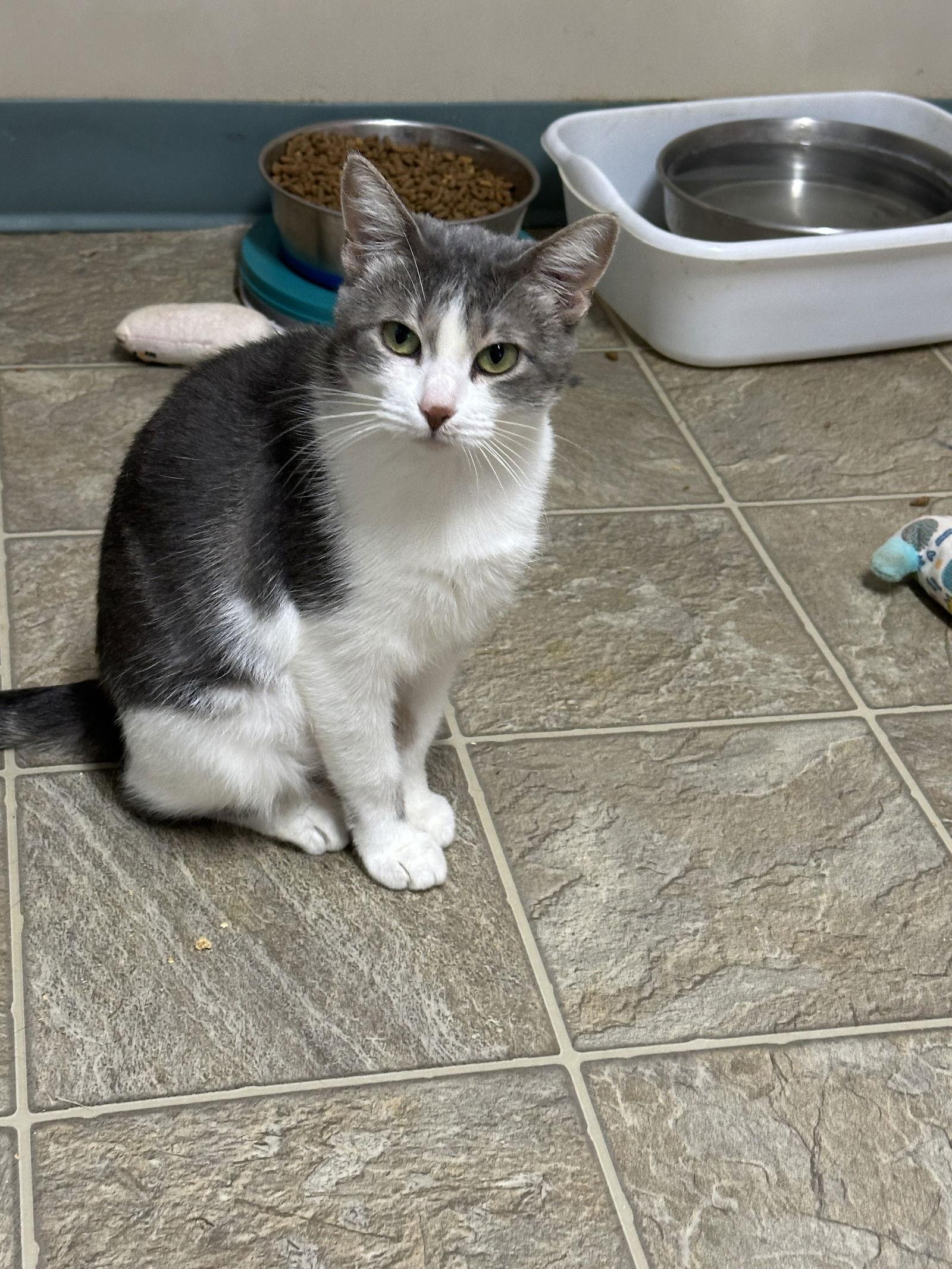 Tiny, a Adoptable Domestic Short Hair in Stover, MO image 1/3