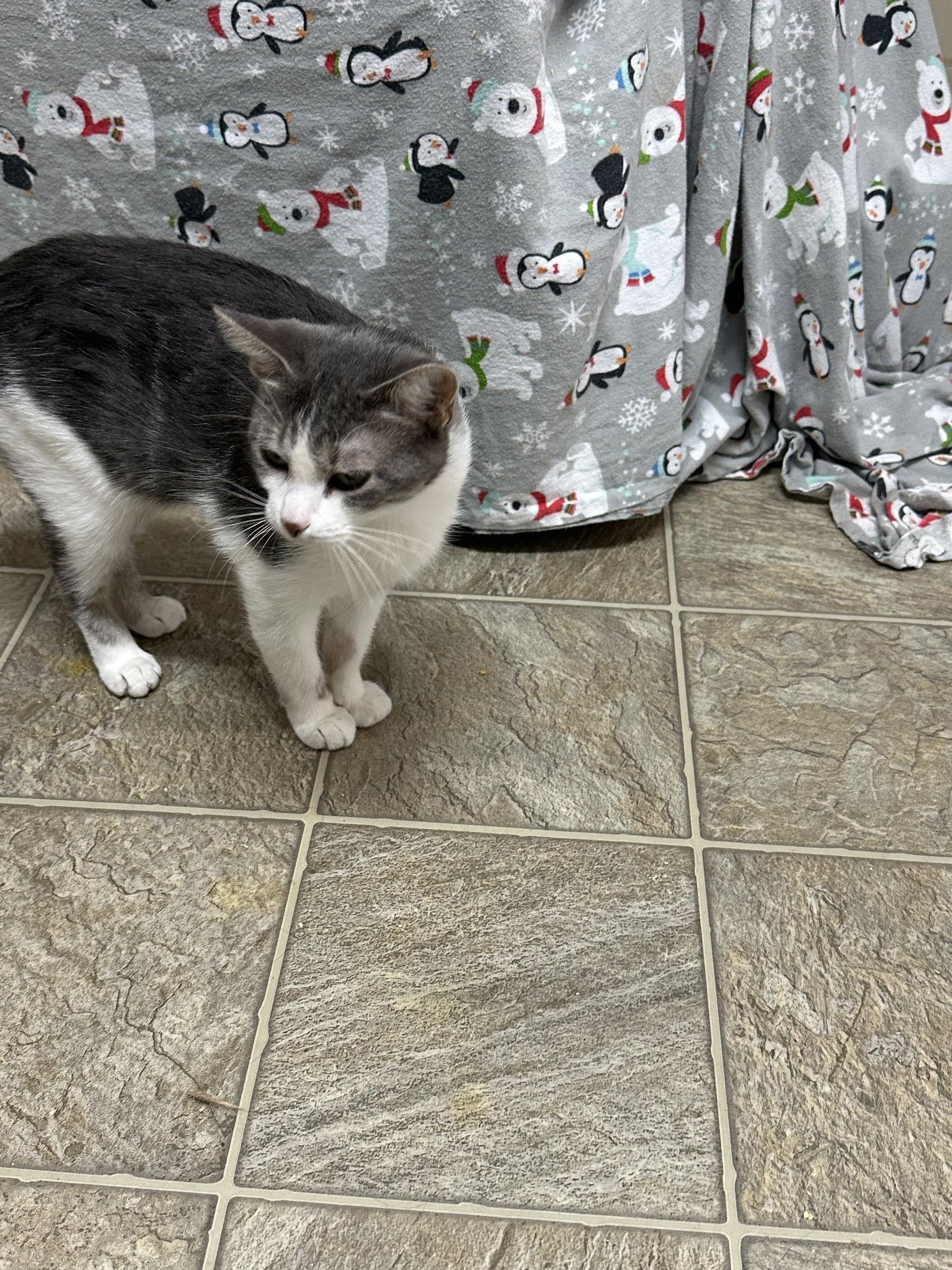 Tiny, a Adoptable Domestic Short Hair in Stover, MO image 2/3