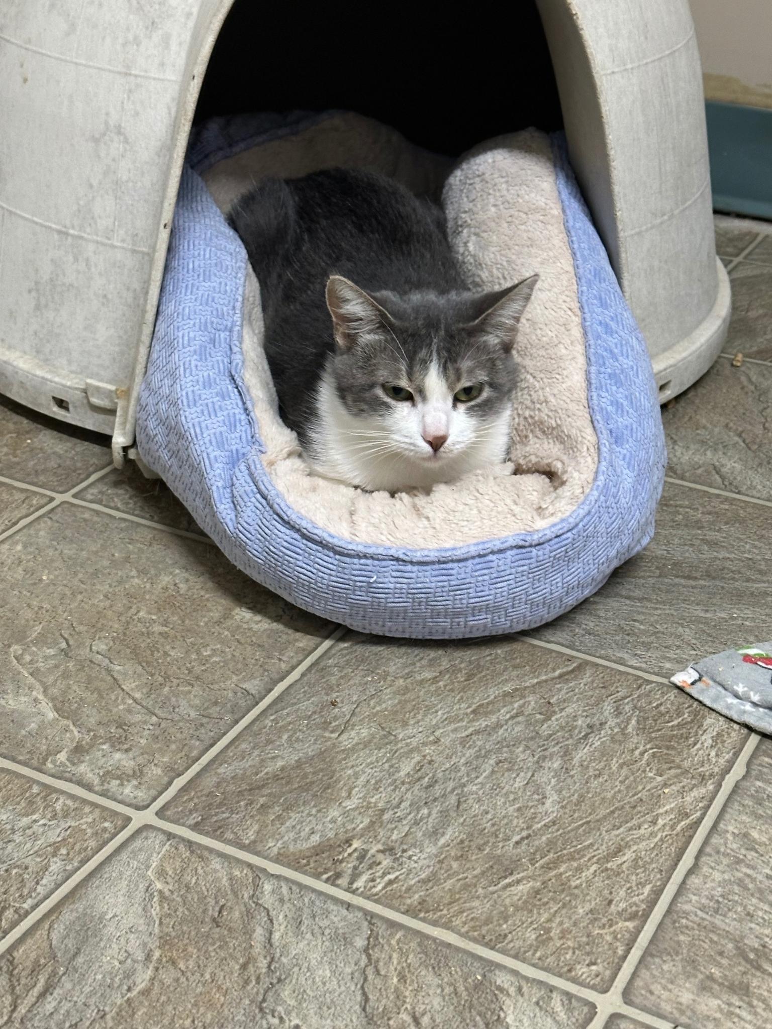 Tiny, a Adoptable Domestic Short Hair in Stover, MO image 3/3