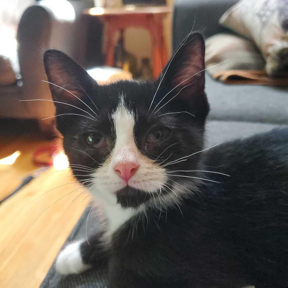 Leon S. Kennedy, Adoptable, Kitten Male Domestic Short Hair.