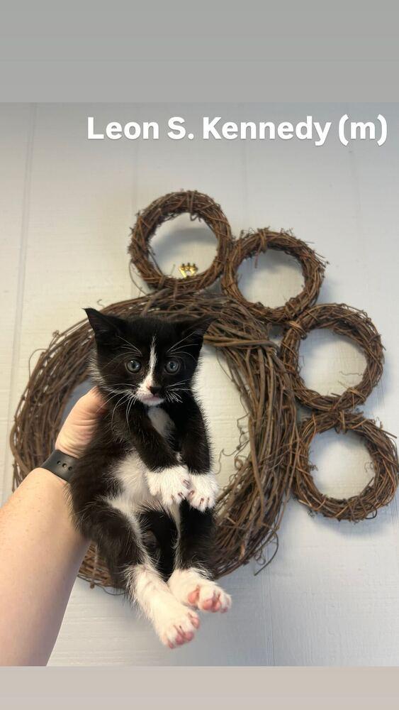 Leon S. Kennedy, a Adoptable Domestic Short Hair in North Brunswick, NJ image 2/2