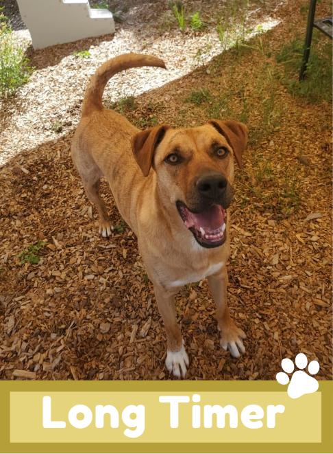 Connor, a Adoptable mixed breed in Lakeside, AZ image 1/6