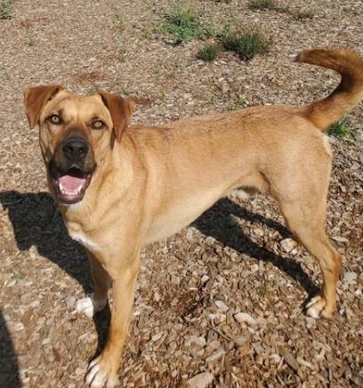 Connor, a Adoptable mixed breed in Lakeside, AZ image 3/6