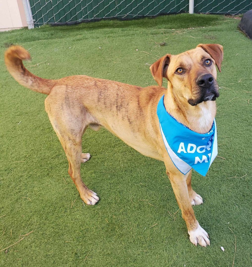 Connor, a Adoptable mixed breed in Lakeside, AZ image 5/6