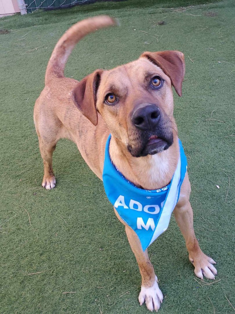 Connor, a Adoptable mixed breed in Lakeside, AZ image 6/6