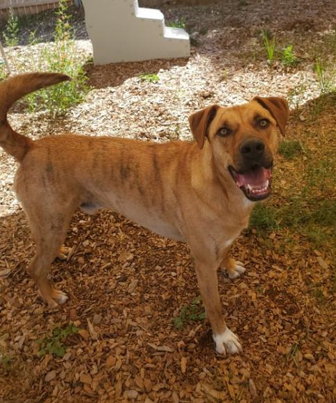 Connor, a Adoptable mixed breed in Lakeside, AZ image 4/6
