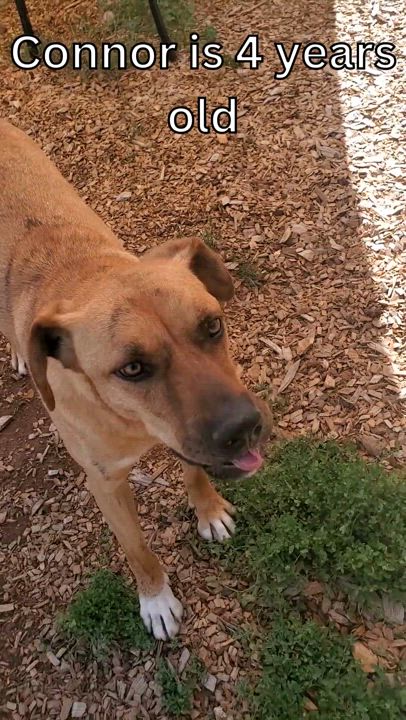 Enlarge Connor, a Adoptable mixed breed in Lakeside, AZ video 2/6