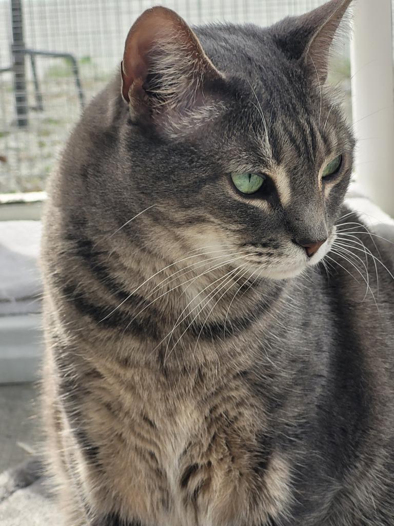 ARTEMUS, Adoptable, Adult Male Domestic Short Hair.