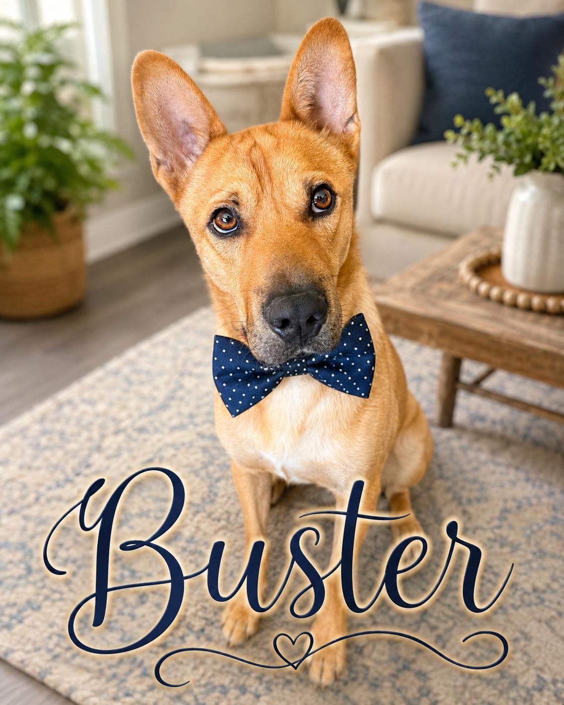 Buster, Adoptable, Young Male Shepherd.