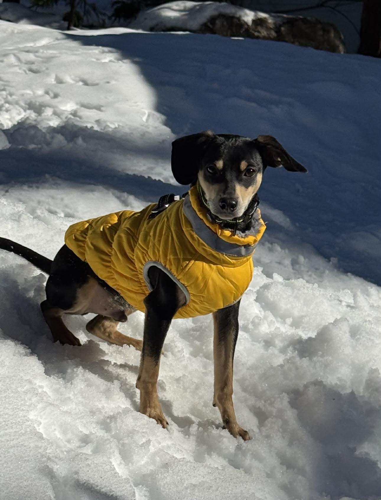 Enlarge Dasher!, a ADOPTABLE mixed breed in Roseville, CA image 1/6