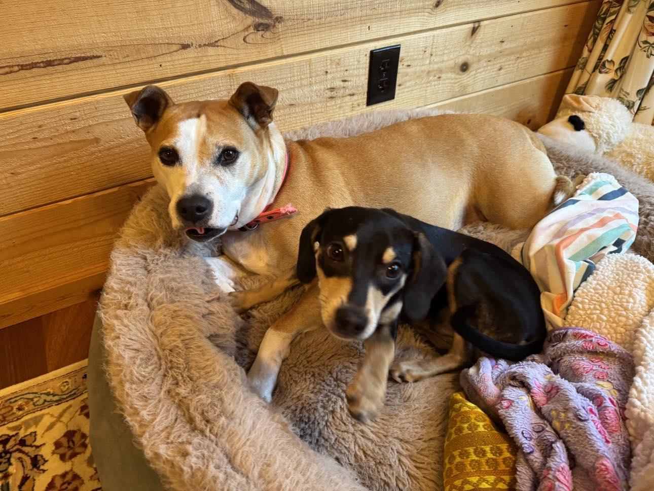 Enlarge Dasher!, a ADOPTABLE mixed breed in Roseville, CA image 2/6