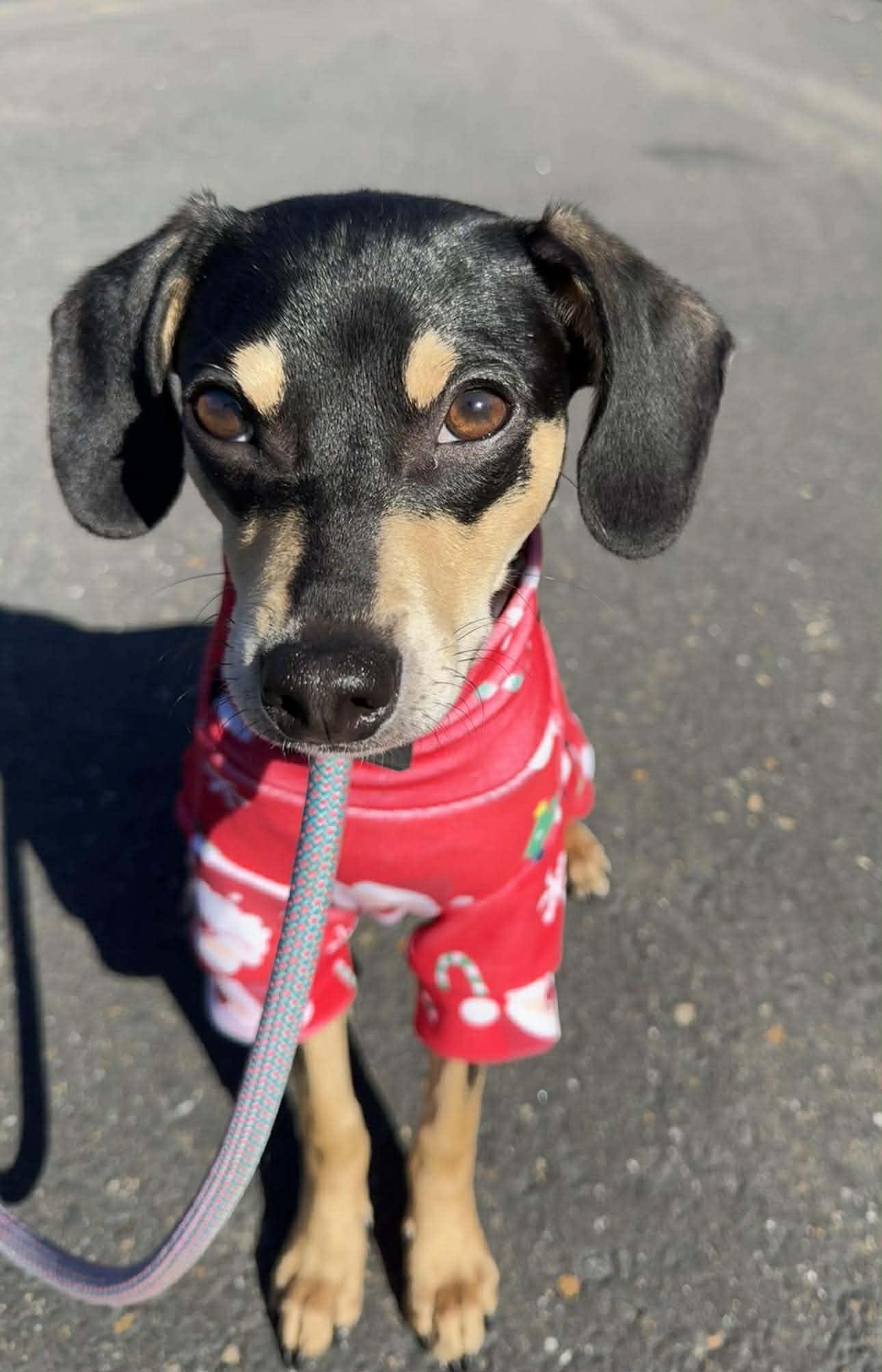 Enlarge Dasher!, a ADOPTABLE mixed breed in Roseville, CA image 4/6