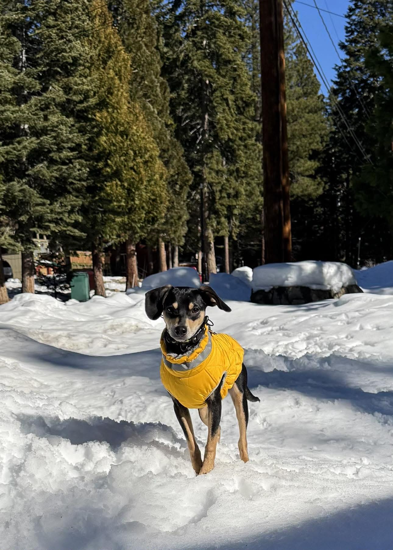 Enlarge Dasher!, a ADOPTABLE mixed breed in Roseville, CA image 3/6