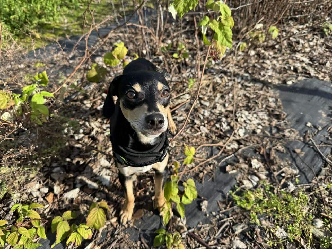 Enlarge Dasher!, a ADOPTABLE mixed breed in Roseville, CA image 5/6