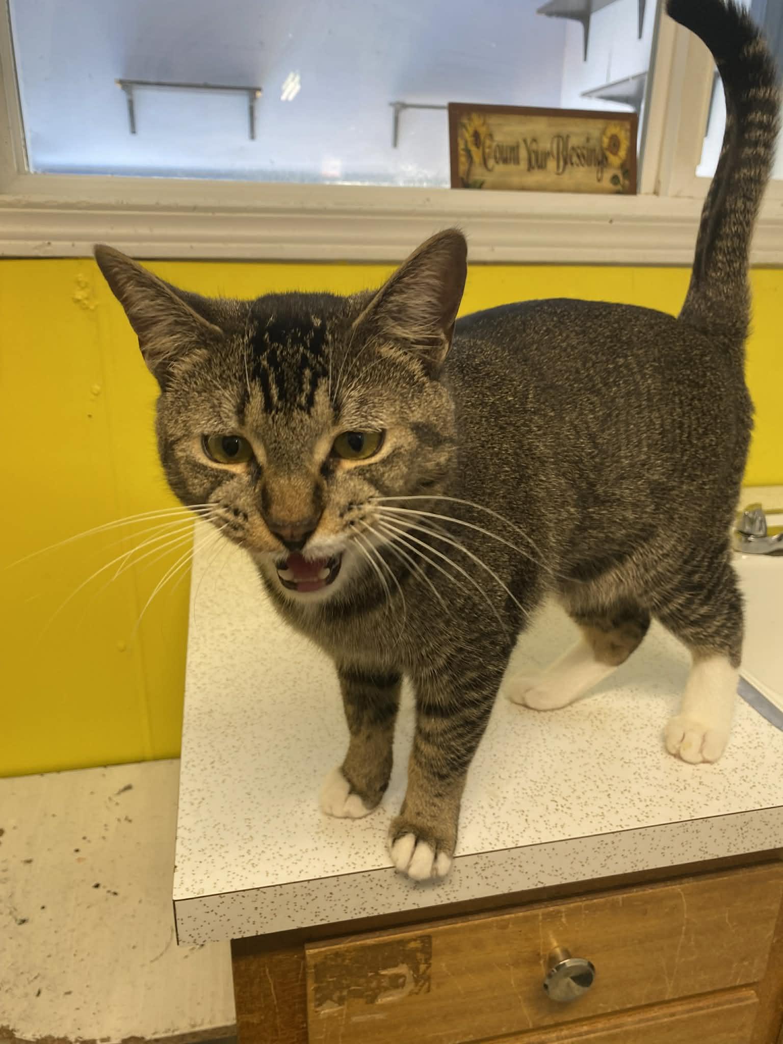 Enlarge Leonard, a ADOPTABLE Domestic Short Hair in St. Maries, ID image 2/6