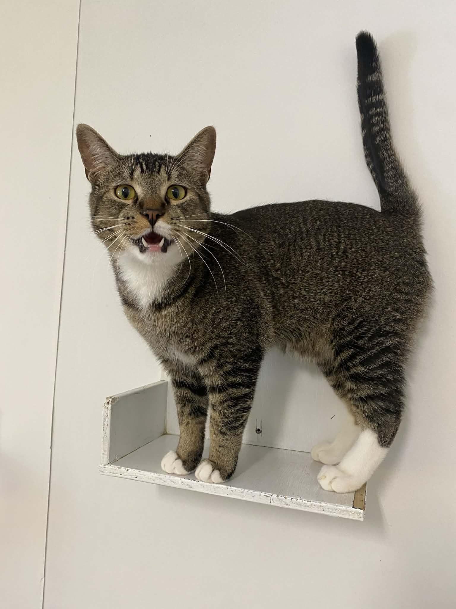 Enlarge Leonard, a ADOPTABLE Domestic Short Hair in St. Maries, ID image 3/6